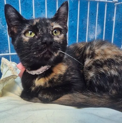 Gato raça SRD-ViraLata idade 2 a 6 meses nome LILI ESCAMINHA