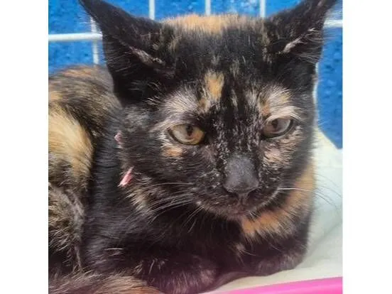 Gato raça SRD-ViraLata idade 2 a 6 meses nome LILI ESCAMINHA