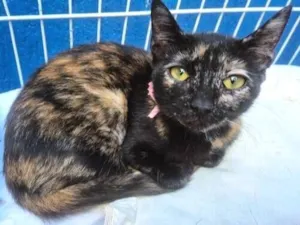 Gato raça SRD-ViraLata idade 2 a 6 meses nome LILI ESCAMINHA