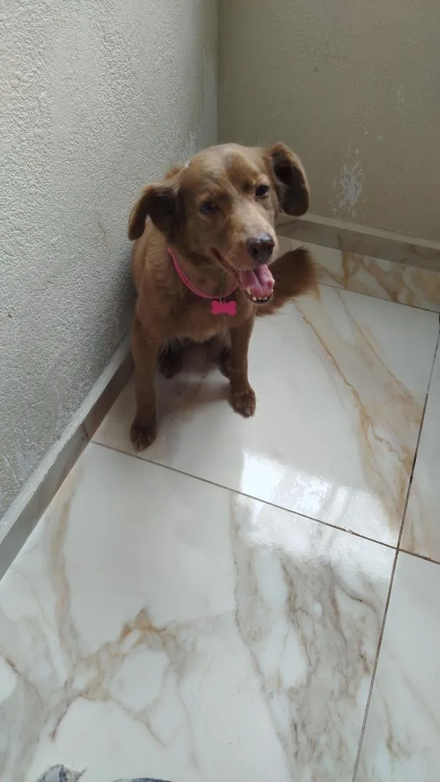 Cachorro raça SRD-ViraLata idade 6 ou mais anos nome fofinha 