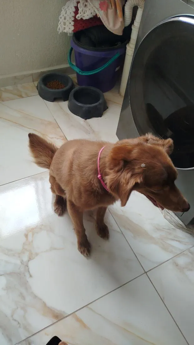 Cachorro raça SRD-ViraLata idade 6 ou mais anos nome fofinha 