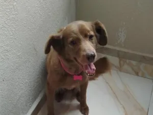 Cachorro raça SRD-ViraLata idade 6 ou mais anos nome fofinha 