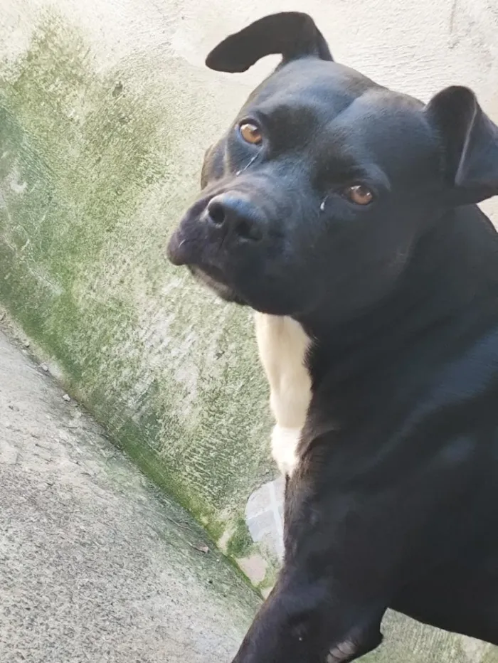 Cachorro raça Pitbull  idade 4 anos nome Zeus