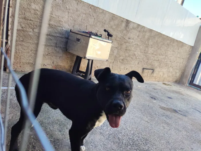 Cachorro raça Pitbull  idade 4 anos nome Zeus