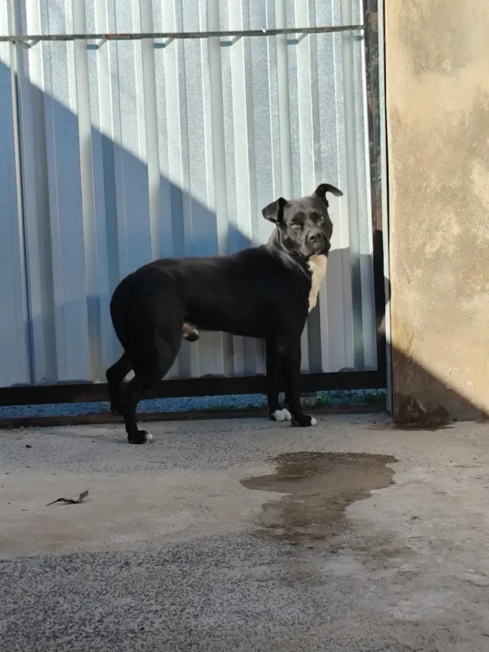 Cachorro raça Pitbull  idade 4 anos nome Zeus