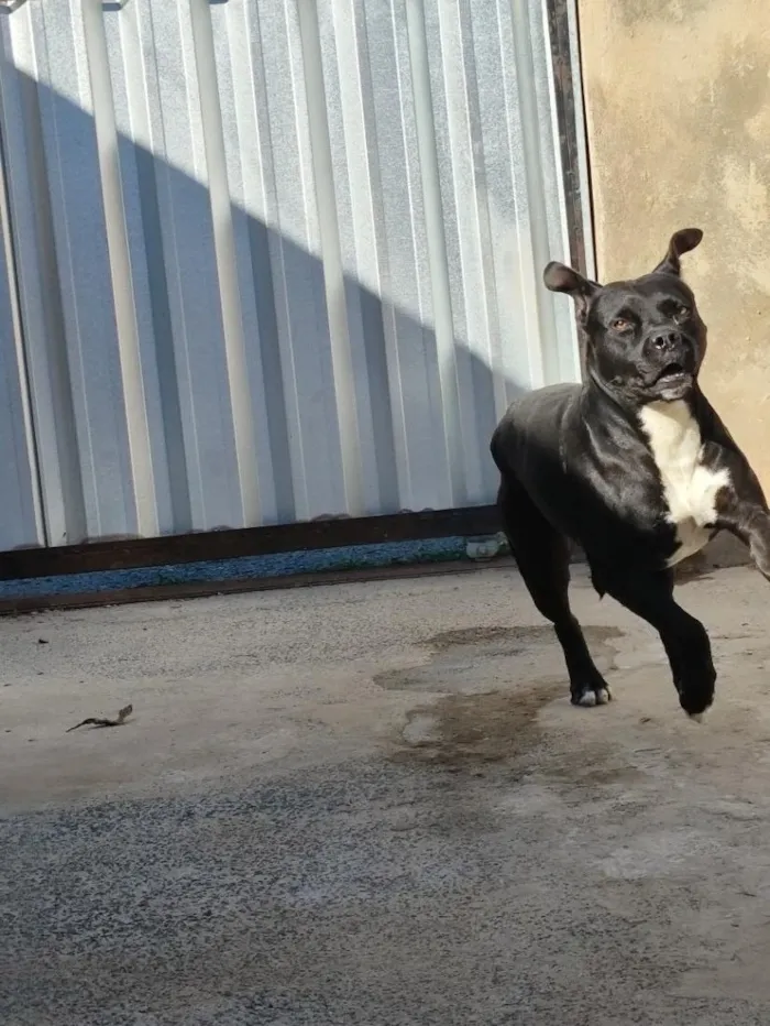 Cachorro raça Pitbull  idade 4 anos nome Zeus