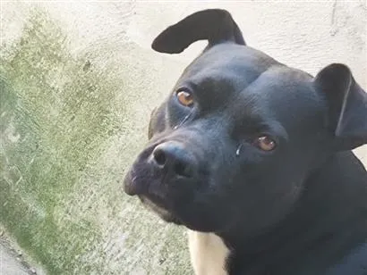 Cachorro raça Pitbull  idade 4 anos nome Zeus