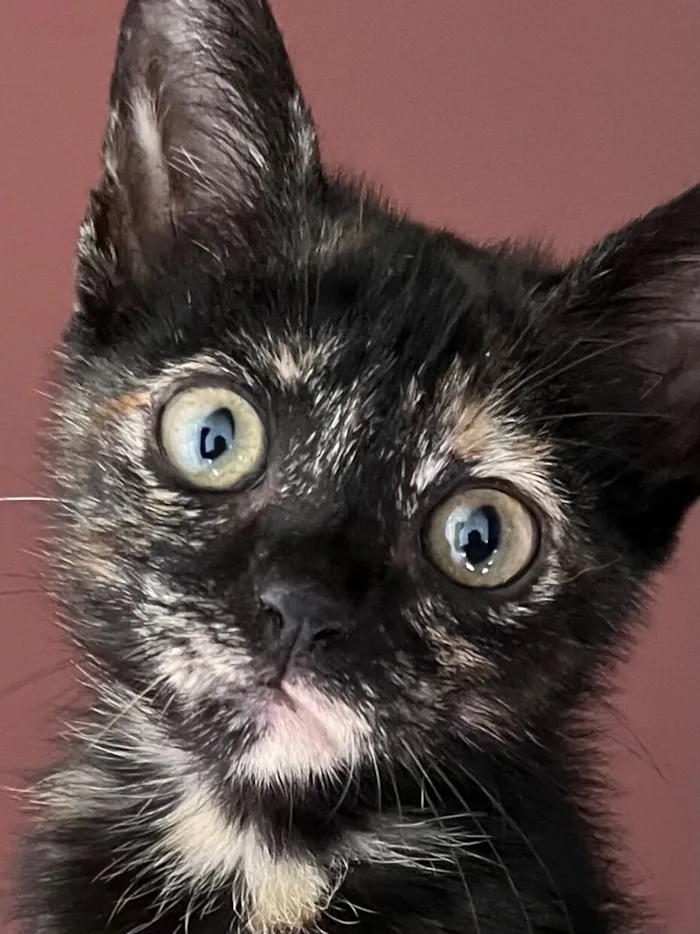 Gato raça SRD-ViraLata idade Abaixo de 2 meses nome Gladis