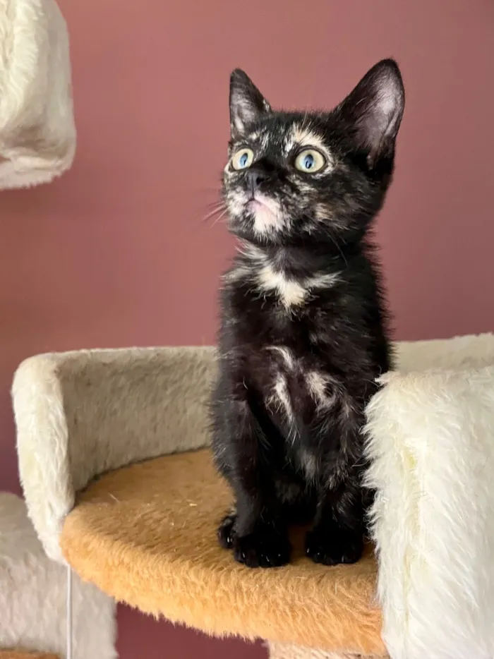 Gato raça SRD-ViraLata idade Abaixo de 2 meses nome Gladis