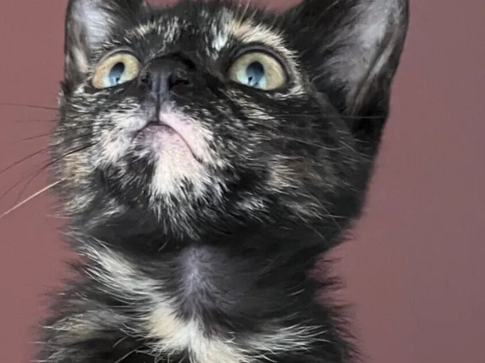 Gato raça SRD-ViraLata idade Abaixo de 2 meses nome Gladis