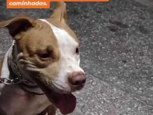Cachorro raça Pit-Bull idade 4 anos nome kiara