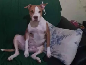 Cachorro raça Pit-Bull idade 4 anos nome kiara