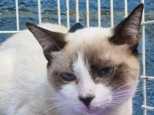 Gato raça SRD-ViraLata idade 2 a 6 meses nome ROMEU MIX