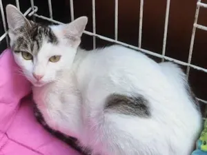 Gato raça SRD-ViraLata idade 2 a 6 meses nome TEOZINHA MARIA