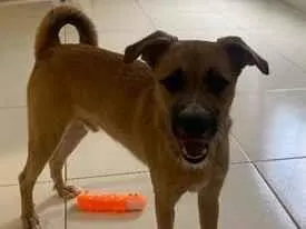 Cachorro raça SRD-ViraLata idade 1 ano nome Billy