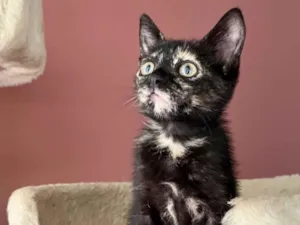 Gato raça SRD-ViraLata idade Abaixo de 2 meses nome Gladis