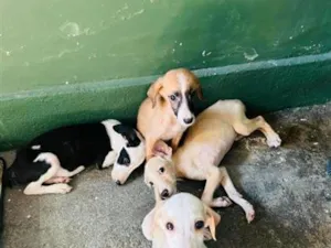 Cachorro raça SRD-ViraLata idade 2 a 6 meses nome Filhotes Machos