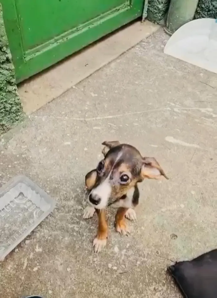 Cachorro raça SRD-ViraLata idade 2 a 6 meses nome Sofia