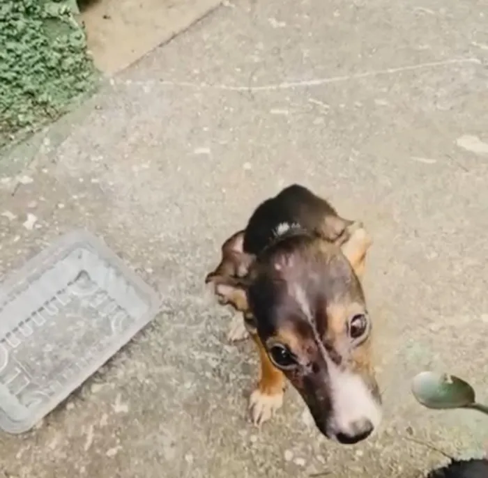 Cachorro raça SRD-ViraLata idade 2 a 6 meses nome Sofia