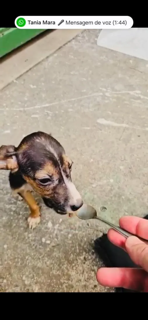 Cachorro raça SRD-ViraLata idade 2 a 6 meses nome Sofia