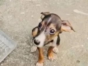 Cachorro raça SRD-ViraLata idade 2 a 6 meses nome Sofia