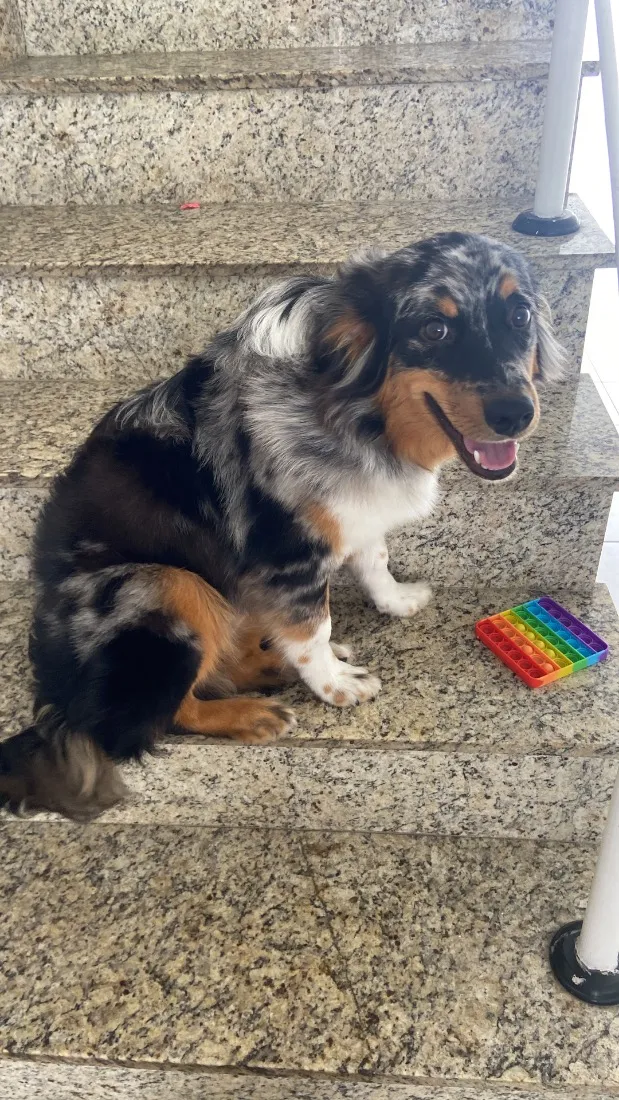 Cachorro raça SRD-ViraLata idade 7 a 11 meses nome Poppy