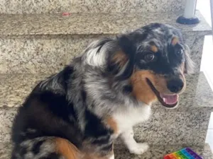 Cachorro raça SRD-ViraLata idade 7 a 11 meses nome Poppy