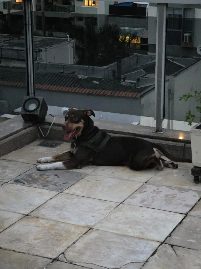 Cachorro raça SRD-ViraLata idade 1 ano nome Snoopy