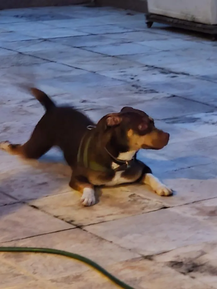 Cachorro raça SRD-ViraLata idade 1 ano nome Snoopy