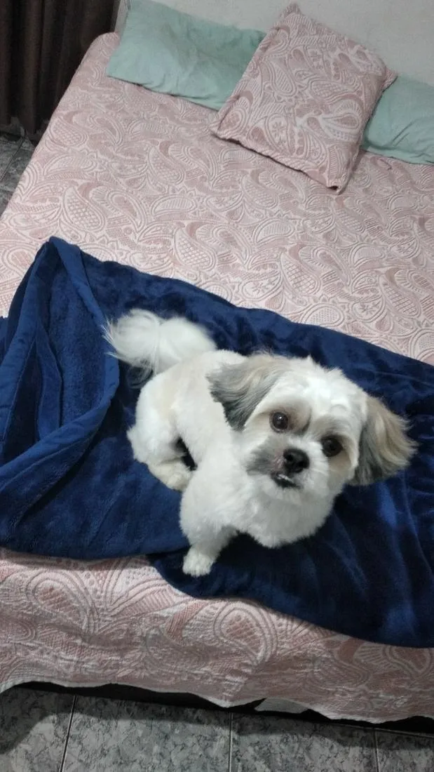 Cachorro raça Shitzu idade 4 anos nome flokinho 