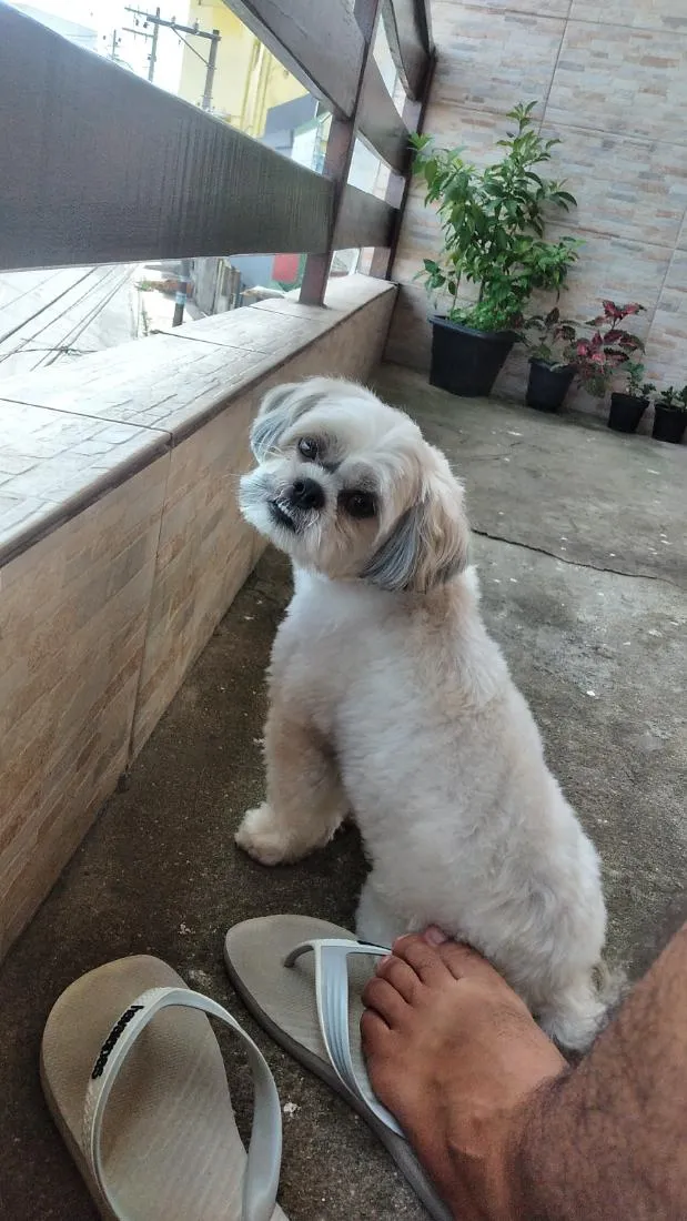 Cachorro raça Shitzu idade 4 anos nome flokinho 