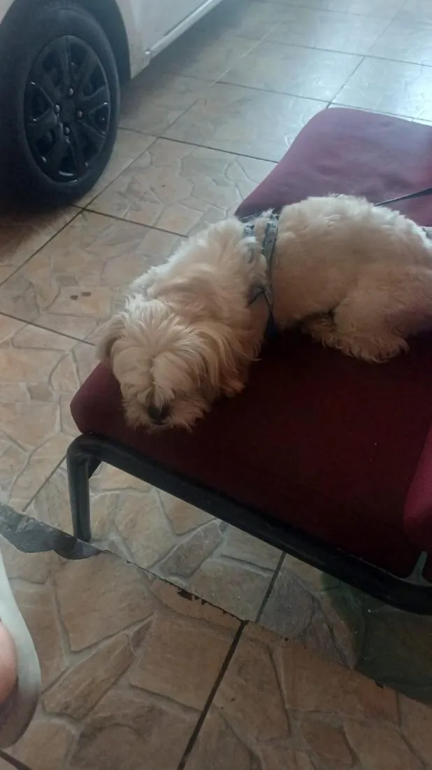 Cachorro raça Shitzu idade 4 anos nome flokinho 