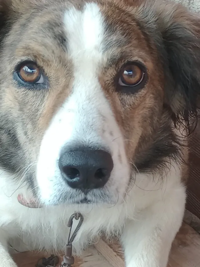 Cachorro raça SRD-ViraLata idade 4 anos nome Lupe