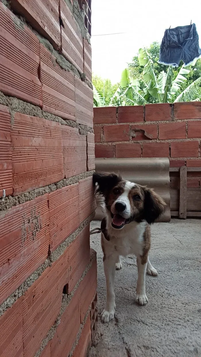 Cachorro raça SRD-ViraLata idade 4 anos nome Lupe