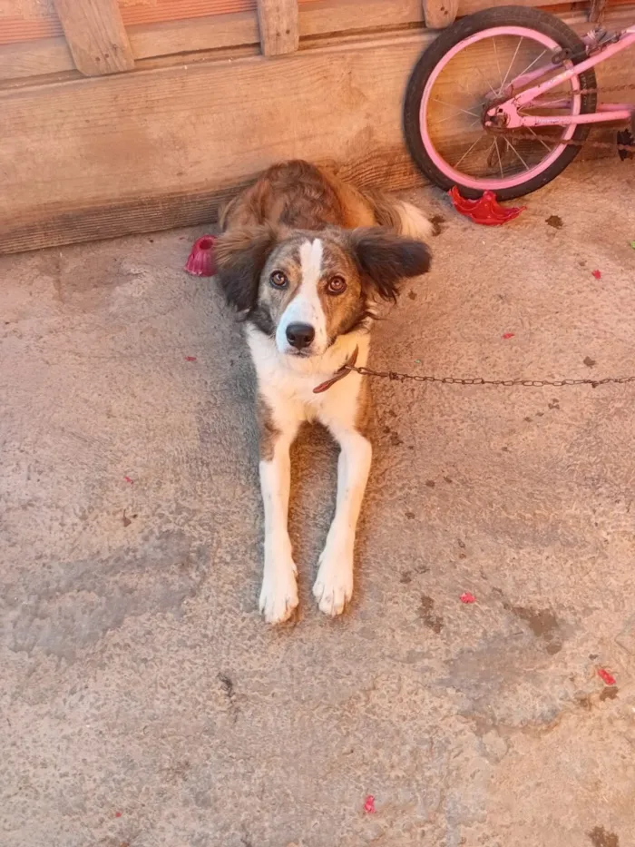 Cachorro raça SRD-ViraLata idade 4 anos nome Lupe