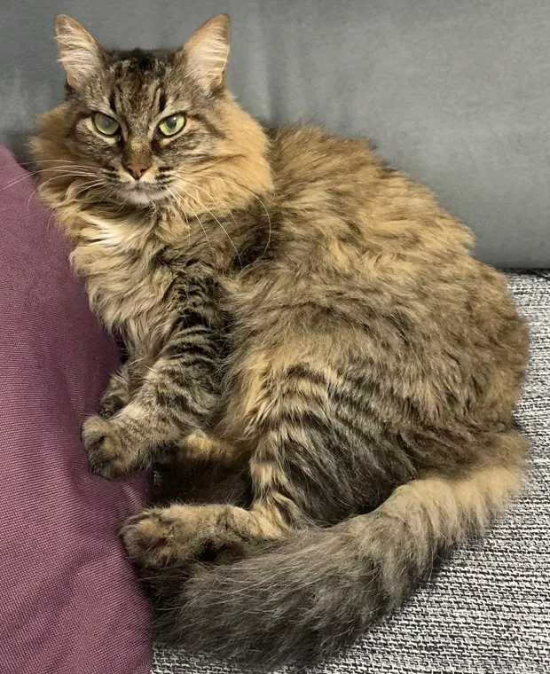 Gato raça SRD-ViraLata idade 4 anos nome Briana 