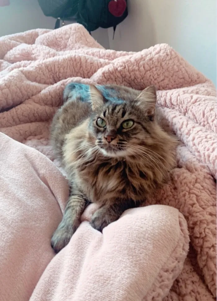 Gato raça SRD-ViraLata idade 4 anos nome Briana 