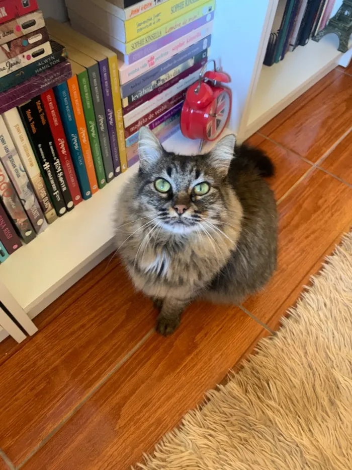 Gato raça SRD-ViraLata idade 4 anos nome Briana 