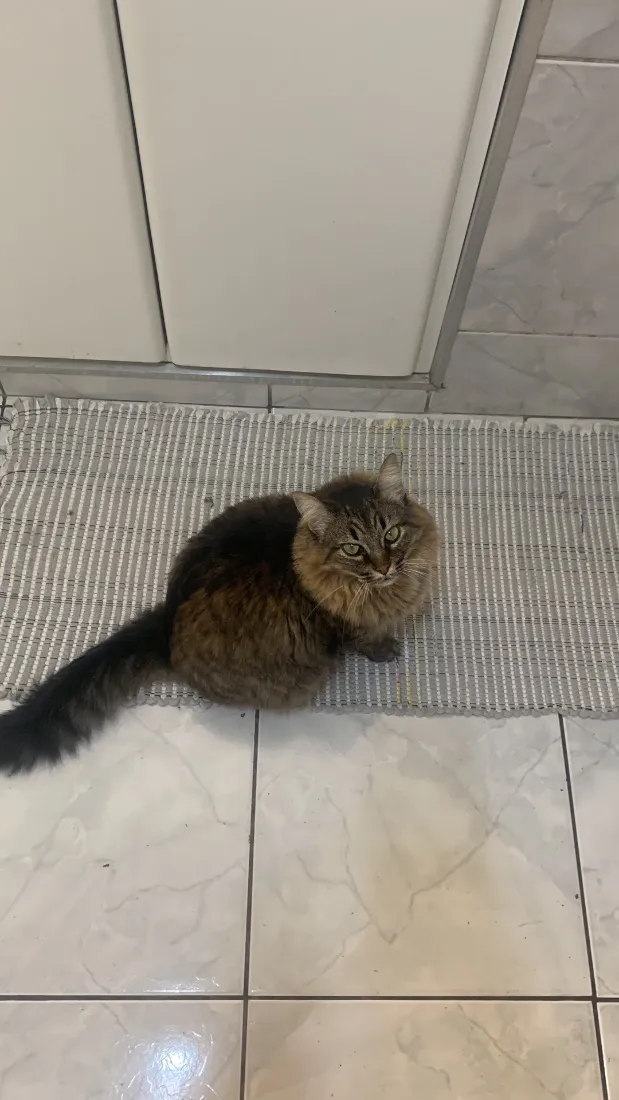 Gato raça SRD-ViraLata idade 4 anos nome Briana 