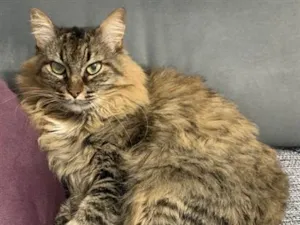 Gato raça SRD-ViraLata idade 4 anos nome Briana 