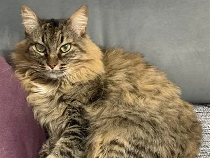 Gato raça SRD-ViraLata idade 4 anos nome Briana 