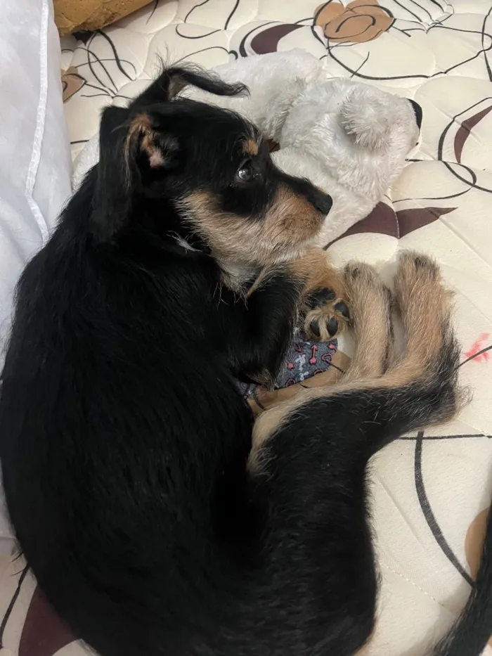 Cachorro raça SRD-ViraLata idade 2 a 6 meses nome billy