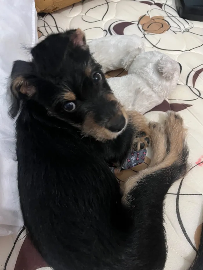 Cachorro raça SRD-ViraLata idade 2 a 6 meses nome billy