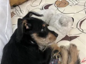 Cachorro raça SRD-ViraLata idade 2 a 6 meses nome billy