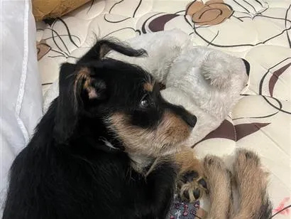 Cachorro raça SRD-ViraLata idade 2 a 6 meses nome billy