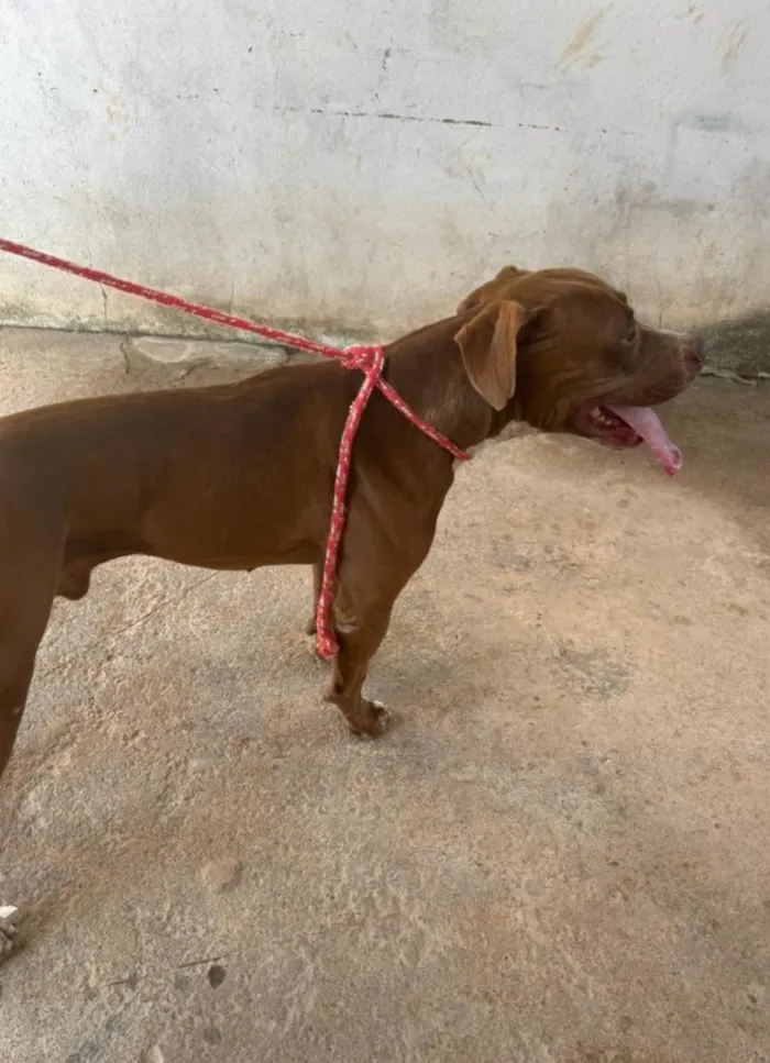 Cachorro raça Pit-Bull idade 1 ano nome Draxx