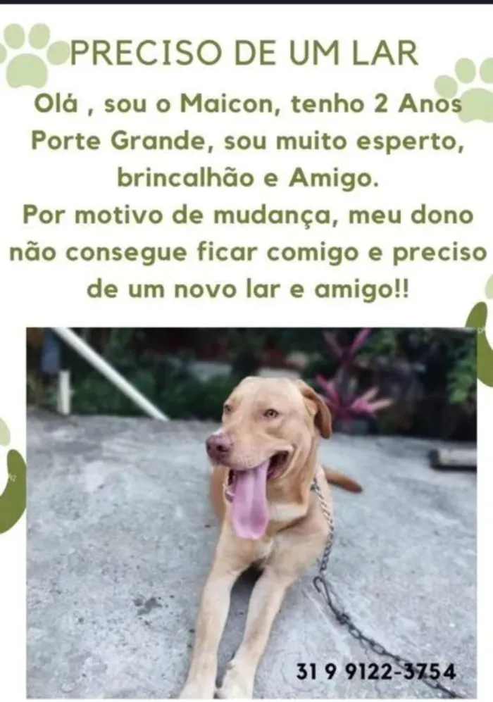 Cachorro raça SRD-ViraLata idade 3 anos nome Maicon