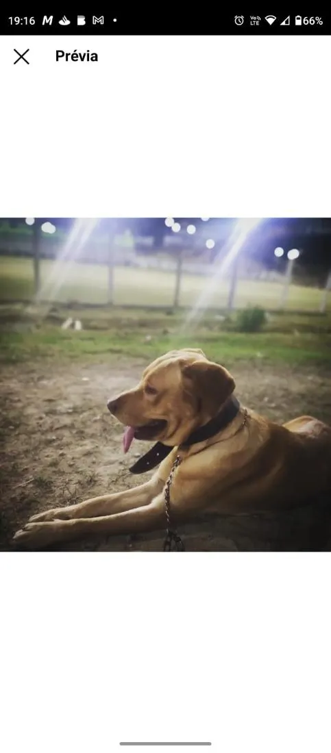 Cachorro raça SRD-ViraLata idade 3 anos nome Maicon