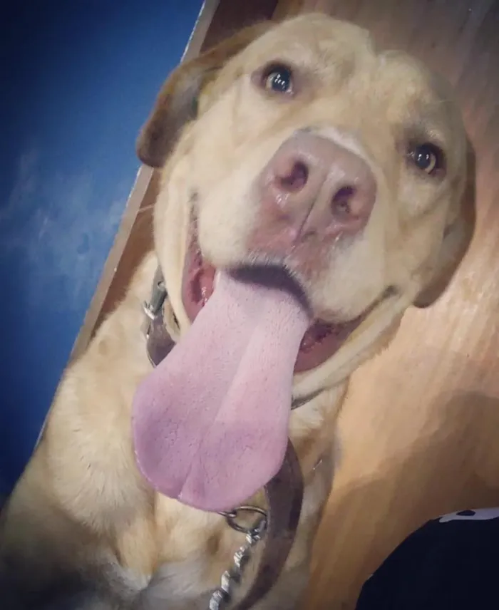 Cachorro raça SRD-ViraLata idade 3 anos nome Maicon