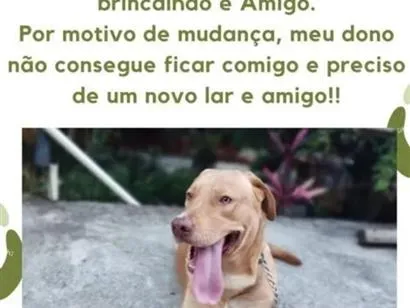 Cachorro raça SRD-ViraLata idade 3 anos nome Maicon